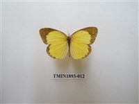 藏品(星黃蝶)的圖片